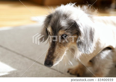 患有白內障的迷你臘腸犬,藍褐色 患有白內障的迷你臘腸犬,藍褐色 83400939