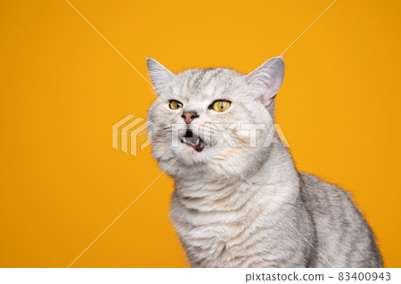 displeased cat meowing making funny face on yellow background 83400943