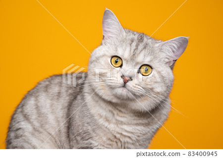 cute fluffy british shorthair cat on yellow background cute fluffy british shorthair cat on yellow background 83400945