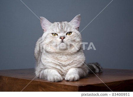 cute british shorthair cat lying on wooden table looking at camera cute british shorthair cat lying on wooden table looking at camera 83400951