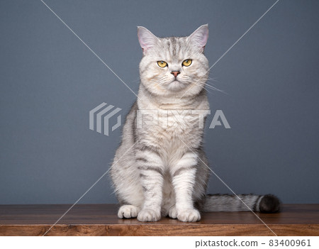 silver british shorthair cat sitting on wooden table on gray background portrait 83400961