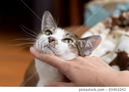 Kijitora cat stroking a cat Kijitora cat stroking a cat 83401042