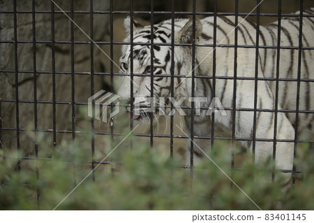 Omuta City Zoo White Tiger, Omuta City Zoo White Tiger, 83401145