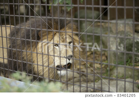Omuta City Zoo Lion, Omuta City Zoo Lion, 83401205