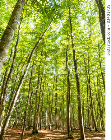Beautiful beech forest scenery Niigata Prefecture's beauty forest 83401735