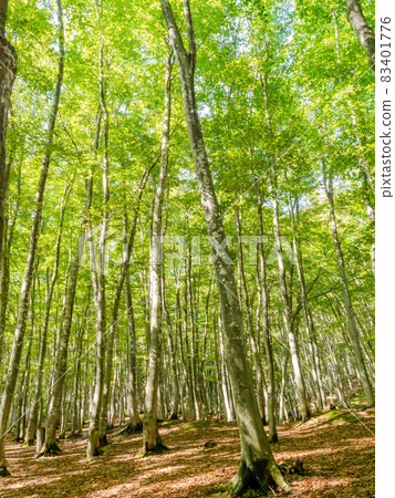 Beautiful beech forest scenery Niigata Prefecture's beauty forest Beautiful beech forest scenery Niigata Prefecture's beauty forest 83401776