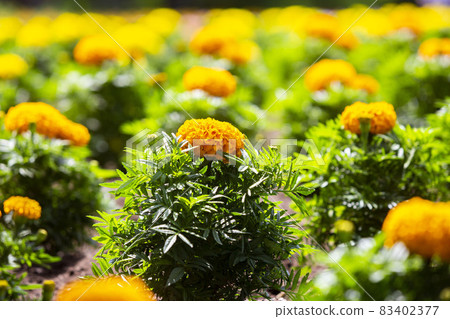 Marigold Marigold 83402377