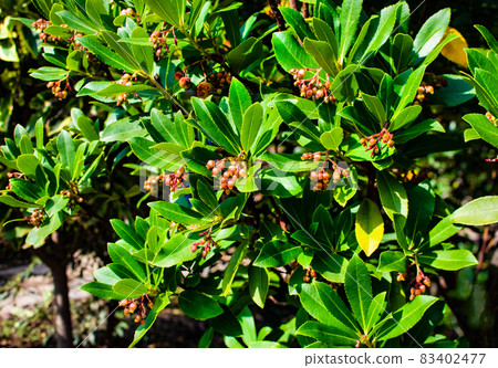 It is a strawberry tree. It produces fruits that really resemble strawberries. very cute. It is a strawberry tree. It produces fruits that really resemble strawberries. very cute. 83402477