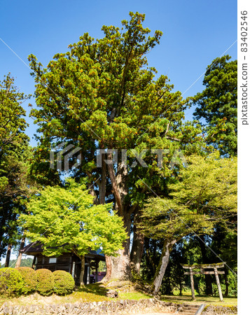 Nostalgic original scenery of Japan, scenery of Kayabuki village, shrine with old trees Nostalgic original scenery of Japan, scenery of Kayabuki village, shrine with old trees 83402546