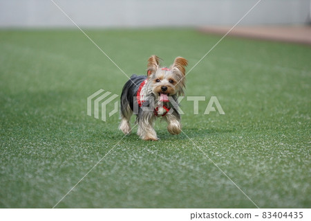 約克犬玩狗跑 83404435