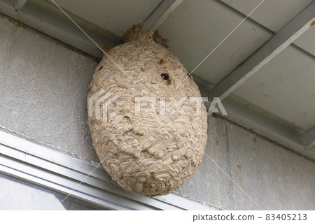 Scyptome的巢穴 Scyptome的巢穴 83405213