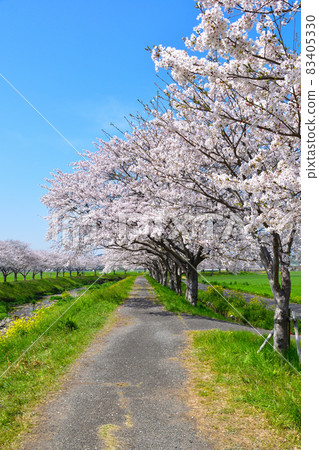 Sakurakei Kusaba River 83405330