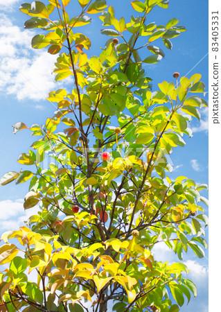 The fruit of the Kousa dogwood is growing. Is the cute. It is a Hong Kong Ensis species. The fruit of the Kousa dogwood is growing. Is the cute. It is a Hong Kong Ensis species. 83405331
