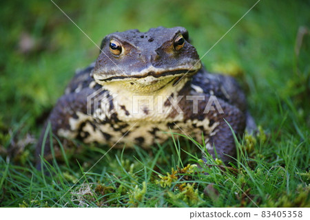 蟾蜍 83405358