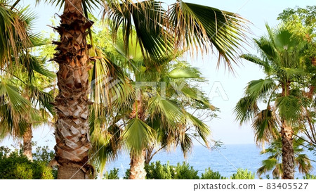 palm trees are located on a background of blue sea and sky close-up. Natural calm background with 83405527