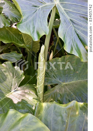 Miyakojima, Okinawa Prefecture Alocasia leaves before flowering Miyakojima, Okinawa Prefecture Alocasia leaves before flowering 83405742