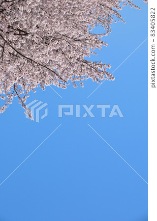 Aozora Yoshino cherry tree Aozora Yoshino cherry tree 83405822