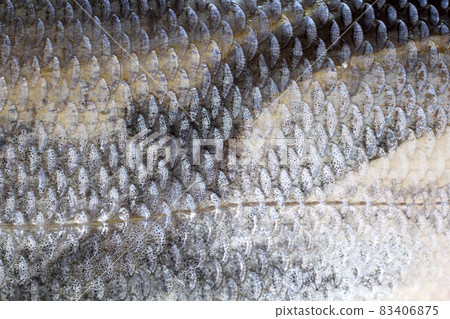 Rudd fish scales background 83406875