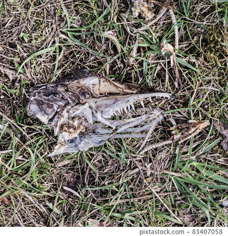 Bones, remains and teeth of animal 83407058