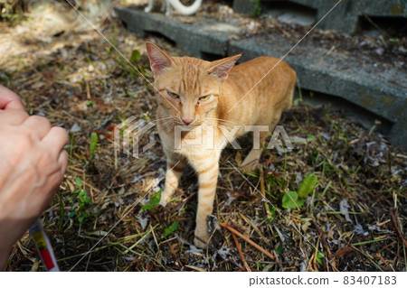 I just want to see a good friend, a stray cat, a tea tabby, and a white cat, like a black cat kitten. I just want to see a good friend, a stray cat, a tea tabby, and a white cat, like a black cat kitten. 83407183