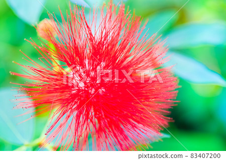 It resembles a pincushion Hakea flower. The bright red flowers are very beautiful. It resembles a pincushion Hakea flower. The bright red flowers are very beautiful. 83407200