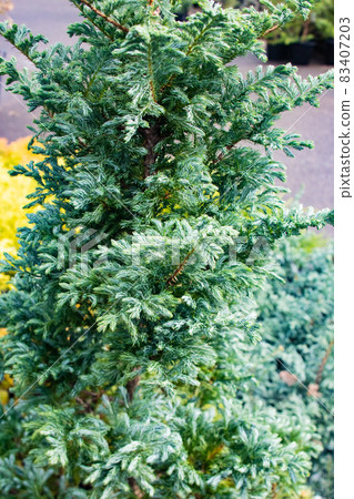 This is Conifer Bluebird. You can change the pattern of the leaves. -2 83407203