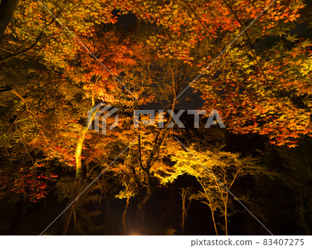 [京都] 清水寺和紅葉燈火通明 83407275