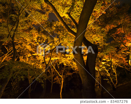 [京都] 清水寺和紅葉燈火通明 83407276
