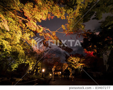 [京都] 清水寺和紅葉燈火通明 83407277