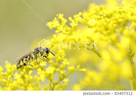 蜜蜂 83407312