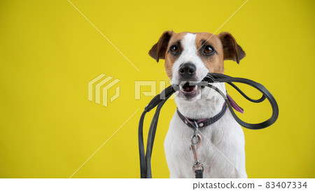 The dog is holding a leash on a yellow background. Jack Russell Terrier calls the owner for a walk. The dog is holding a leash on a yellow background. Jack Russell Terrier calls the owner for a walk. 83407334