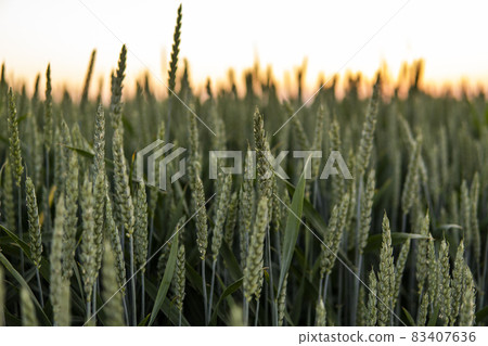 Young green wheat growing in agricultural field. Unripe cereals. The concept of agriculture, organic food. Wheat sprout growing in soil. Close up on sprouting wheat in sunset. Young green wheat growing in agricultural field. Unripe cereals. The concept of agriculture, organic food. Wheat sprout growing in soil. Close up on sprouting wheat in sunset. 83407636