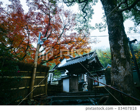 [京都] 雨中鈴木寺的秋葉 83407818