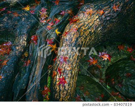 [京都] 雨中鈴木寺的秋葉 83407819