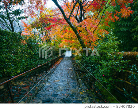 [Kyoto] Autumn leaves at Suzumushi Temple in the rain 83407820