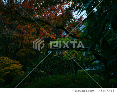 [Kyoto] Autumn leaves at Suzumushi Temple in the rain 83407851