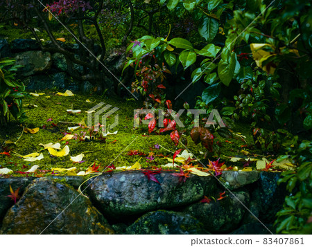 [Kyoto] Autumn leaves at Suzumushi Temple in the rain 83407861