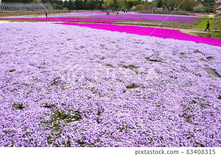 Tomita Sato Niwa Koen's 10,000 Moss Phlox / Wakaba Ward, Chiba City 83408315