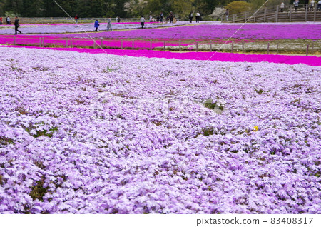 Moss phlox in full bloom at Tomita Sato Niwa Koen / Wakaba Ward, Chiba City 83408317