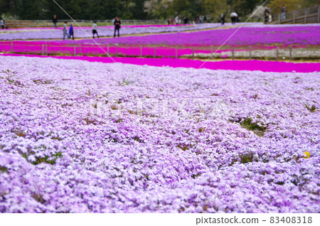 Moss phlox at Tomita Sato Niwa Koen / Wakaba Ward, Chiba City 83408318