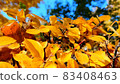 Close-up bright yellow leaves. Media. The beauty of the autumn forest. Blurred background of autumn park 83408463