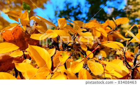 Close-up bright yellow leaves. Media. The beauty of the autumn forest. Blurred background of autumn park Close-up bright yellow leaves. Media. The beauty of the autumn forest. Blurred background of autumn park 83408463