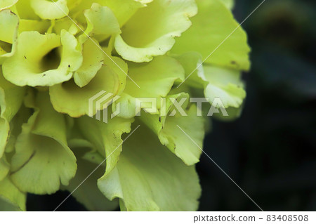Macro of a yellow marigold flower head 83408508