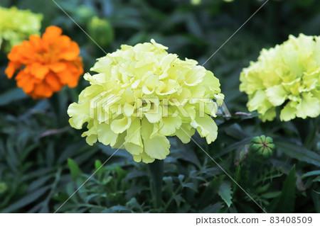 Closeup of yellow and orange marigold flowers in bloom Closeup of yellow and orange marigold flowers in bloom 83408509