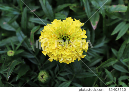 Closeup of yellow marigold flowers in bloom 83408510