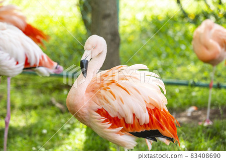 Flamingo  83408690