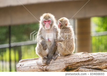 日本獼猴 83408693