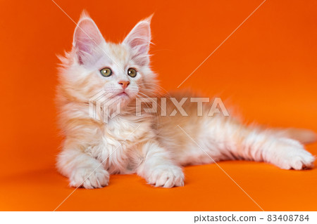 Portrait of cute 2 months old male Maine Shag Cat of color red silver classic tabby lying down in relaxed pose and looking away on orange background. Concept of emotional support animal. Studio shot. 83408784