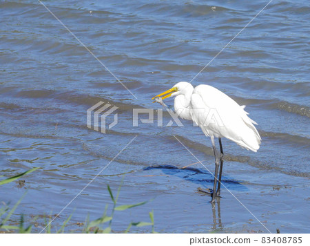 Great Egret 1 Eat 83408785