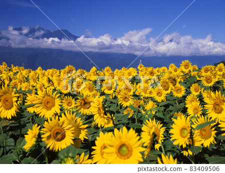 A sunflower field of Akeno A sunflower field of Akeno 83409506